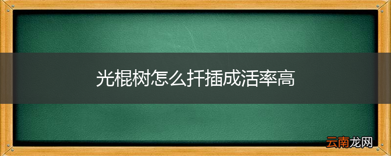 光棍树怎么扦插成活率高