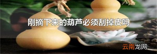 刚摘下来的葫芦必须刮掉皮吗