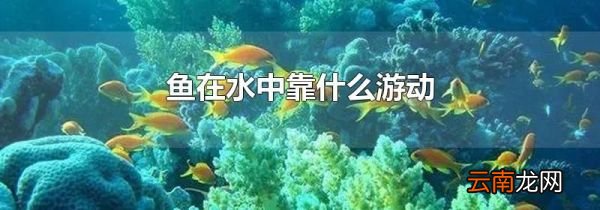 鱼在水中靠什么游动