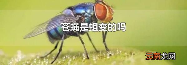 苍蝇是蛆变的吗