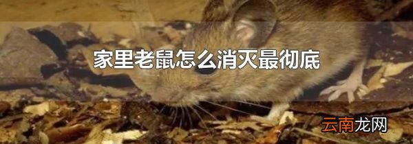家里老鼠怎么消灭最彻底