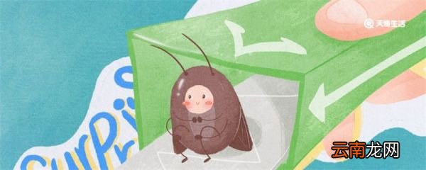 如何赶走蟑螂