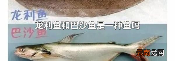 龙利鱼和巴沙鱼是一种鱼吗