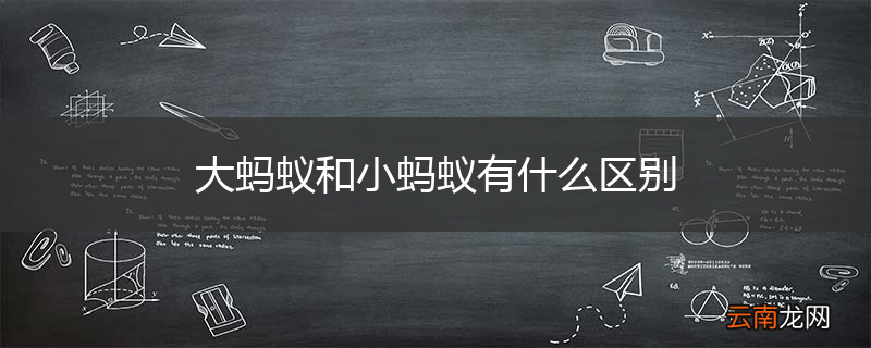 大蚂蚁和小蚂蚁有什么区别