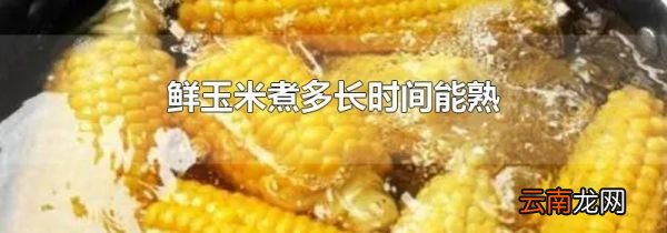 鲜玉米煮多长时间能熟