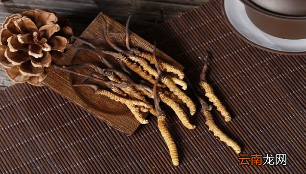 虫草是什么 虫草是什么东西