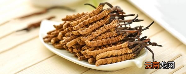 虫草是什么 虫草是什么东西