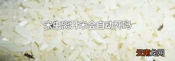 米虫离开米会自动死吗