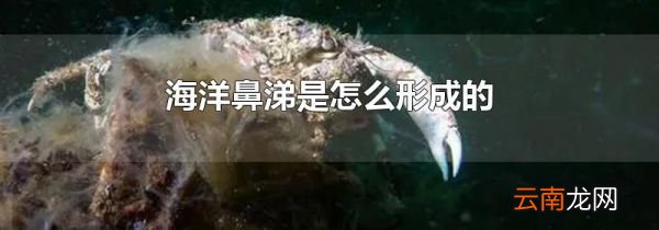 海洋鼻涕是怎么形成的
