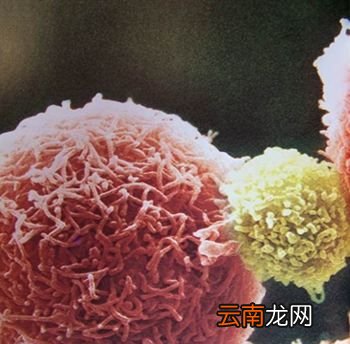 效应T细胞是什么？