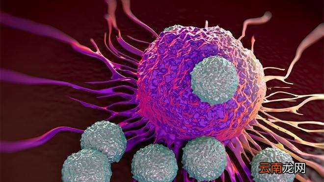 效应T细胞是什么？