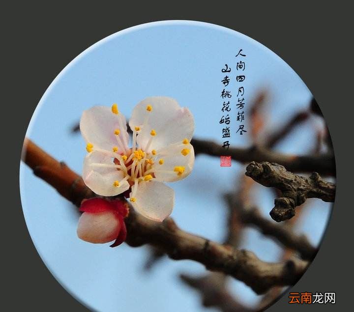 为什么“人间四月芳菲尽，山寺桃花始盛开”？