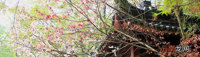 为什么“人间四月芳菲尽，山寺桃花始盛开”？