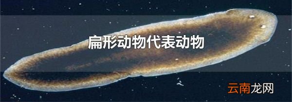 扁形动物代表动物