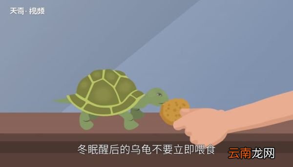 乌龟冬眠吗 什么龟不需要冬眠