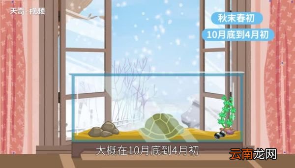 乌龟冬眠吗 什么龟不需要冬眠
