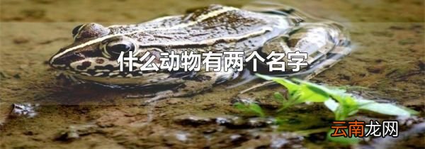 什么动物有两个名字