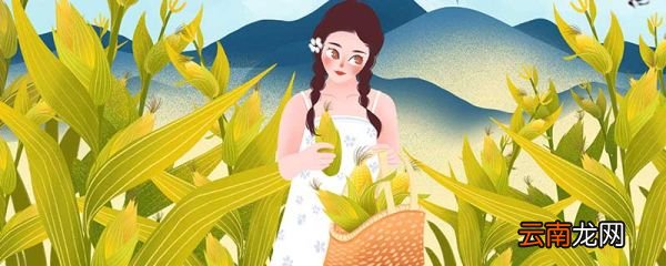 玉米须的功效与作用用法 玉米须的功效与作用