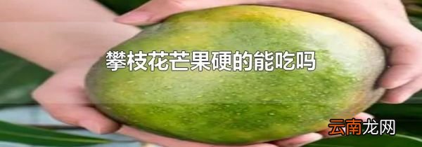 攀枝花芒果硬的能吃吗