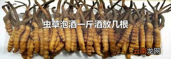 虫草泡酒一斤酒放几根