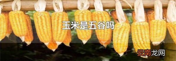 玉米是五谷吗