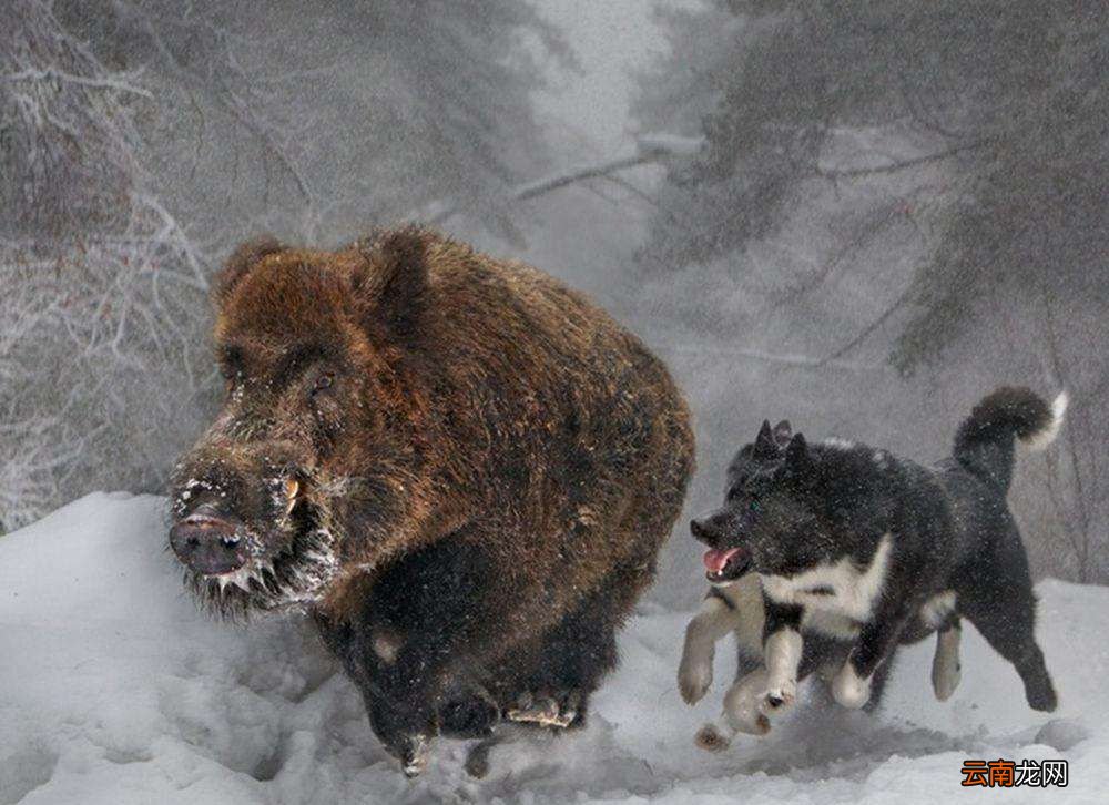 动物为什么可以预知地震？