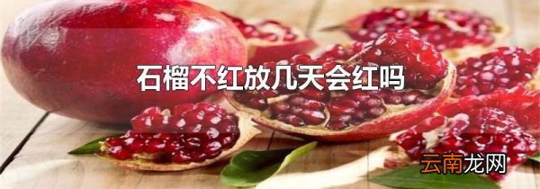 石榴不红放几天会红吗