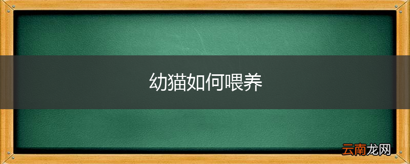 幼猫如何喂养