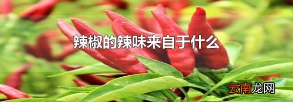 辣椒的辣味来自于什么