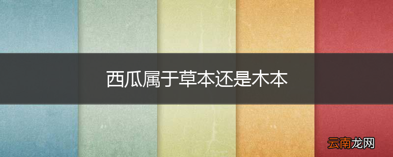 西瓜属于草本还是木本