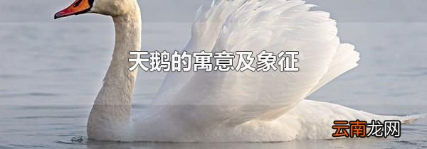 天鹅的寓意及象征