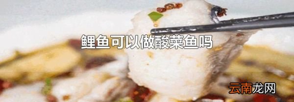 鲤鱼可以做酸菜鱼吗