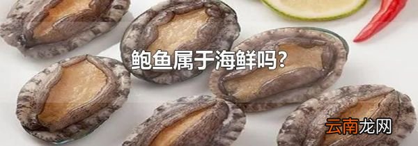 鲍鱼属于海鲜吗?