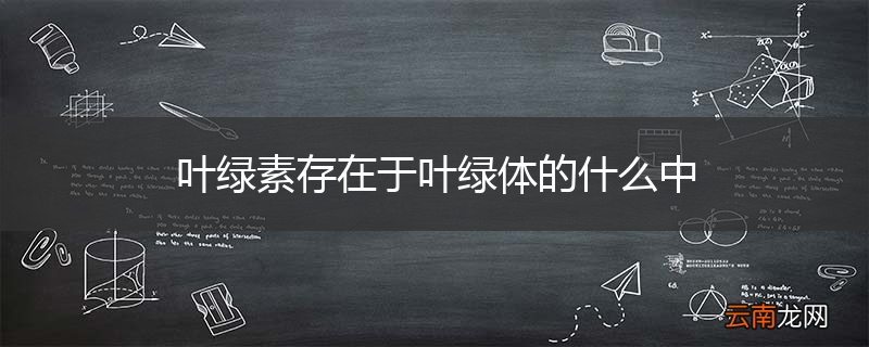 叶绿素存在于叶绿体的什么中