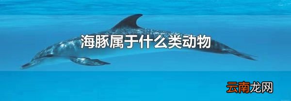 海豚属于什么类动物