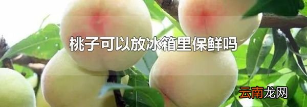 桃子可以放冰箱里保鲜吗
