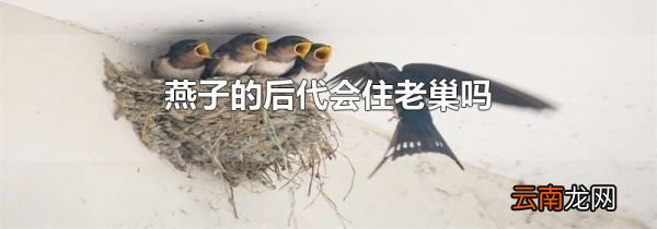 燕子的后代会住老巢吗