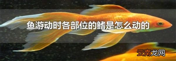 鱼游动时各部位的鳍是怎么动的