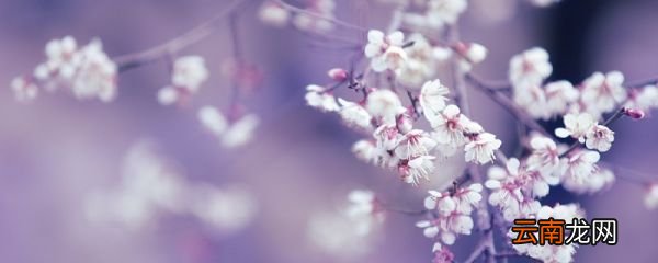 驿路梨花标题的含义和作用驿路梨花课文标题含义
