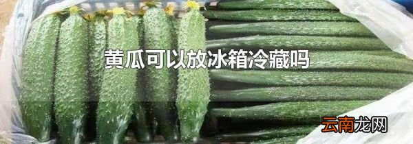 黄瓜可以放冰箱冷藏吗