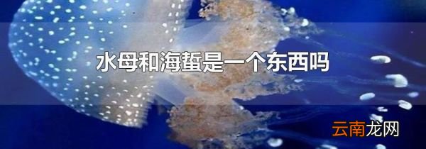 水母和海蜇是一个东西吗