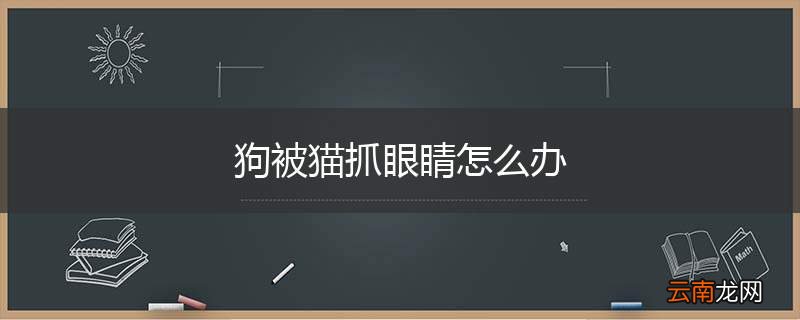 狗被猫抓眼睛怎么办