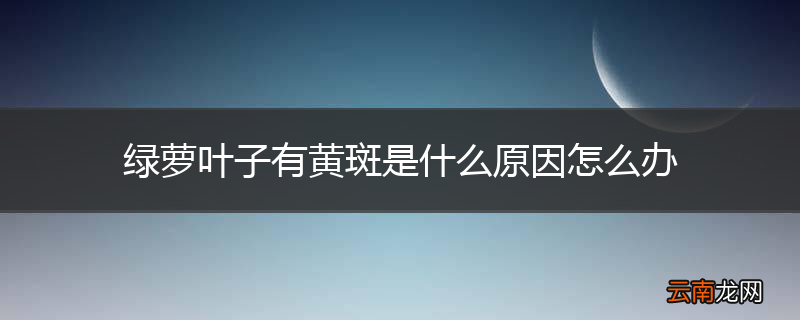 绿萝叶子有黄斑是什么原因怎么办