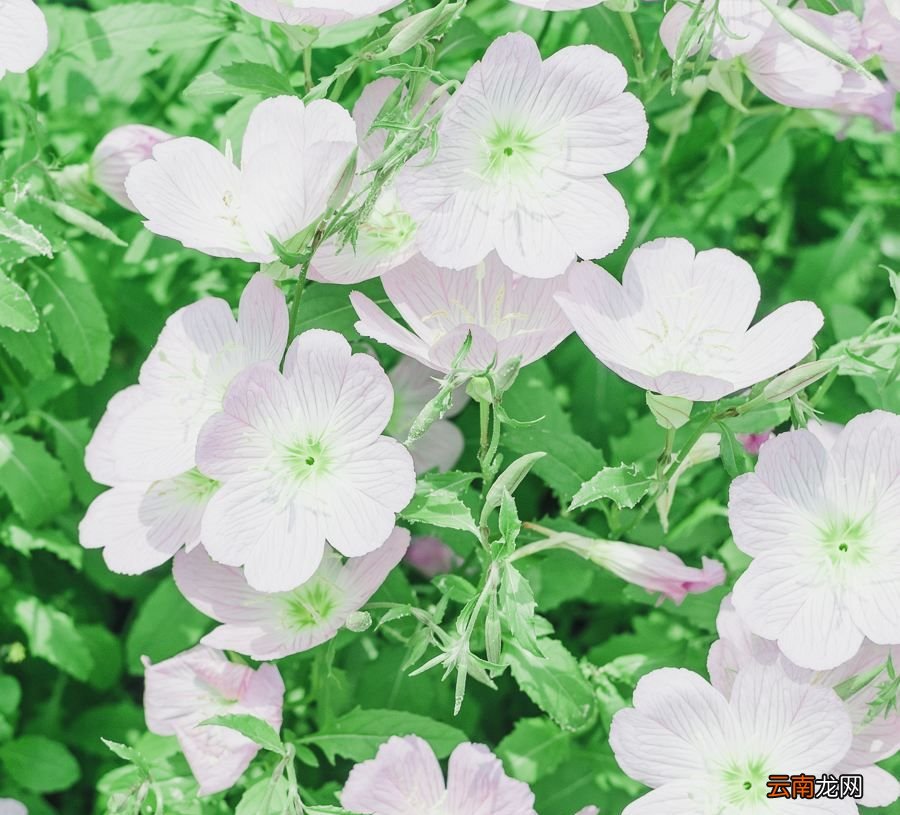 花为什么有香味？