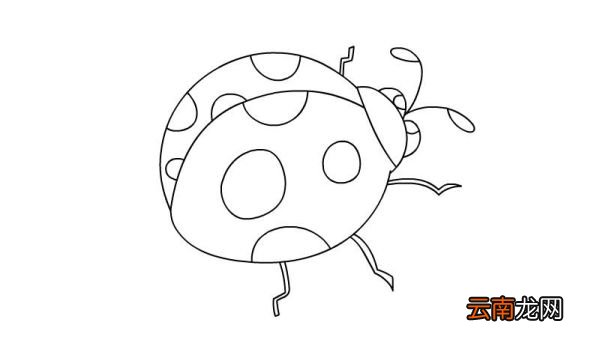 瓢虫简笔画 瓢虫如何画