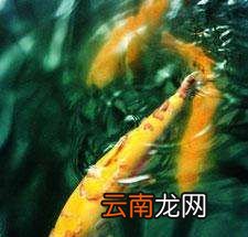 河面结了冰，鱼为什么不冻死？