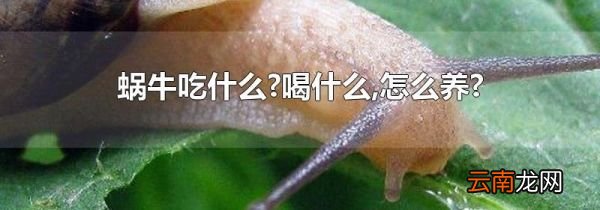 蜗牛吃什么?喝什么,怎么养?