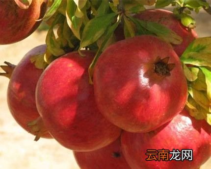 石榴什么时候成熟？