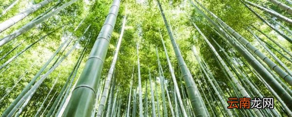 用象征的手法写竹子 用象征的手法写竹子100字