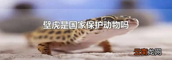 壁虎是国家保护动物吗